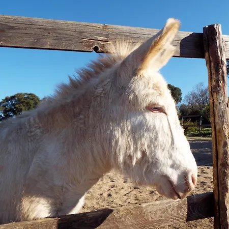 White Donkey Bed & Breakfast Cuglieri