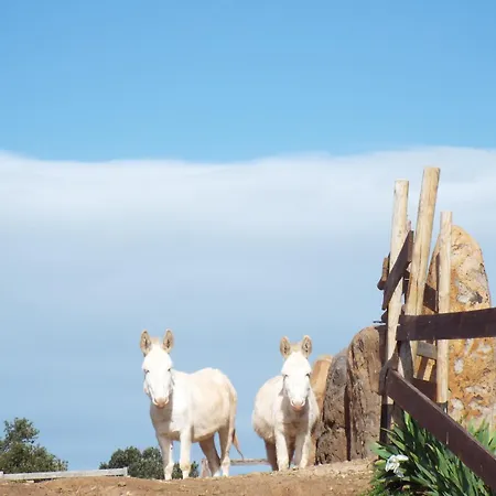 Bed & Breakfast White Donkey *