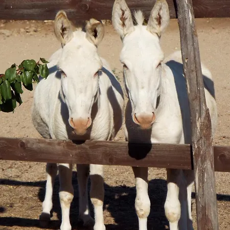 White Donkey Cuglieri
